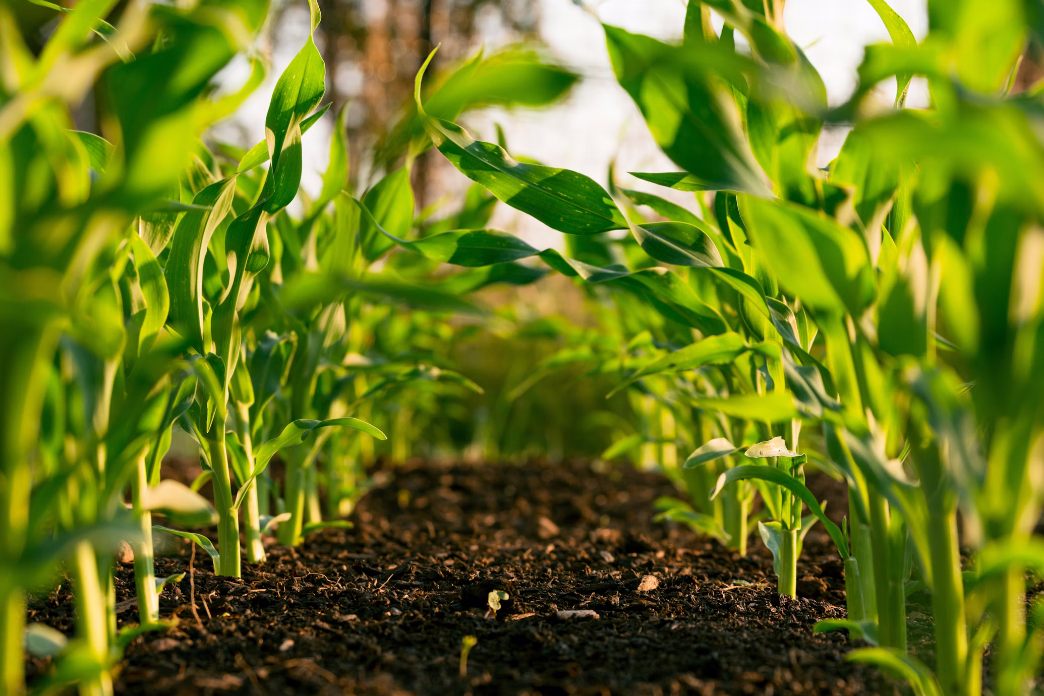 Large scale agricultural farming